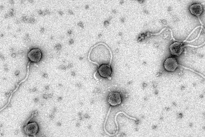 Найден хвостатый вирус-уничтожитель сибирской язвы