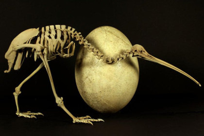 Биологи нашли неожиданного родственника киви