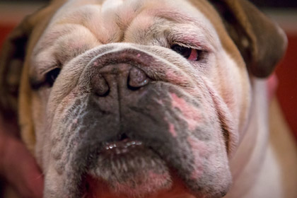 Французские бульдоги наелись таблеток и вызвали врачей