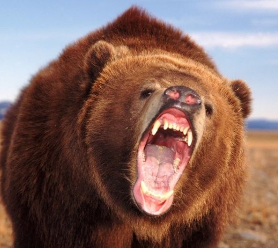 Начальник райотдела полиции в Хакасии застрелил вышедшего к людям медведя