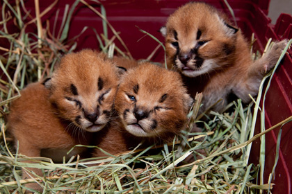 В Москве задержали подозреваемых в краже кота стоимостью 400 тысяч рублей