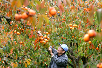Россельхознадзор задержал на границе 18 тонн киргизской хурмы