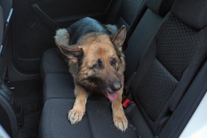 При перестрелке в США собака спасла ребенку жизнь