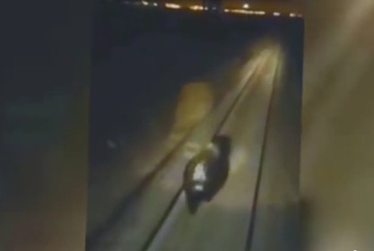 Сбившие медведя железнодорожники объяснили свой поступок