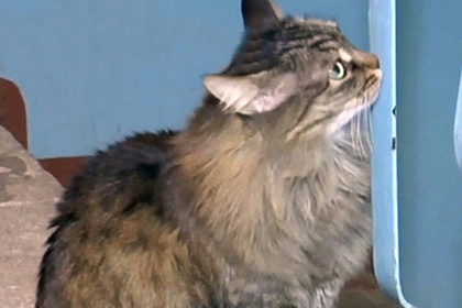 Спасшая ребенка-подкидыша российская кошка стала героиней мировых СМИ