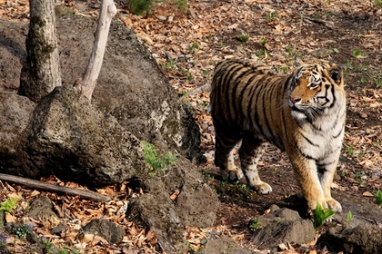 В ресторанах Москвы обнаружено мясо животных из Красной книги