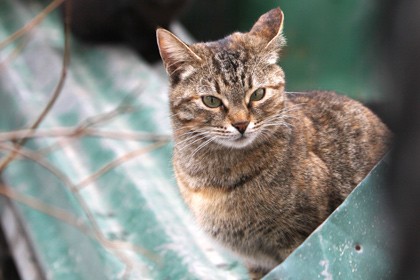 Воронежская кошка проехала 500 километров под капотом автомобиля