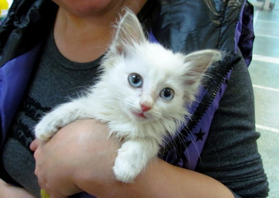 Благотворительная ярмарка