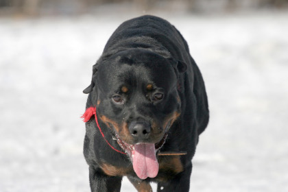 Госдуме предложили обязать владельцев бойцовых собак страховать ответственность