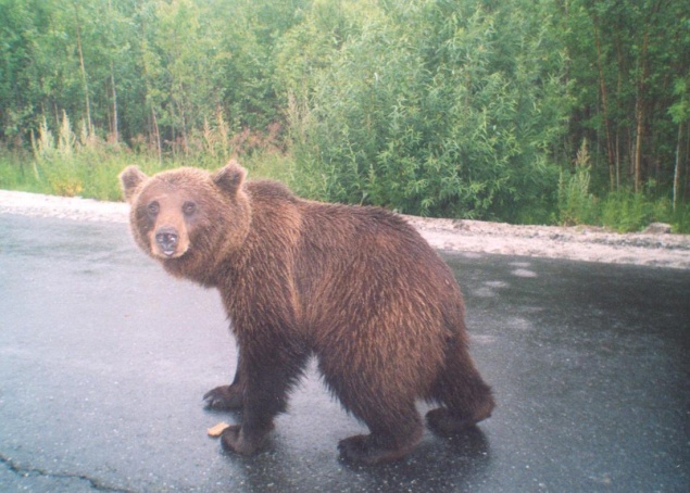 В деревне Карловка видели медведя