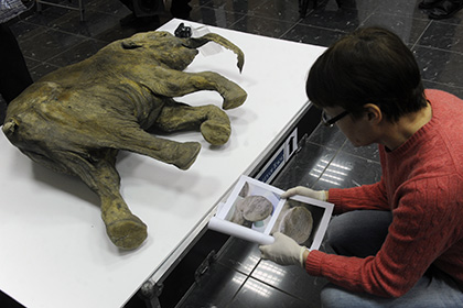 В России открыли лабораторию по клонированию вымерших животных