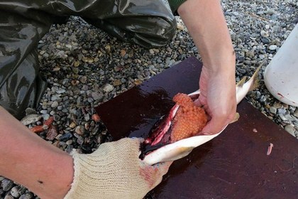 В рацион человека впервые внесена генетически модифицированная рыба