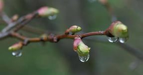 Синоптики на эту неделю пообещали тепло и дождь