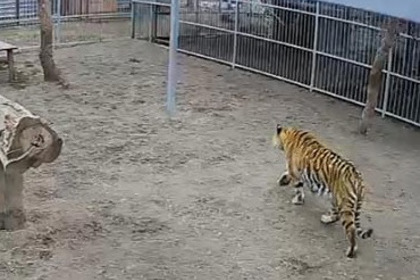 В барнаульском зоопарке тигр напал на школьницу