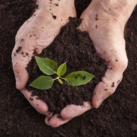 Путин подписал закон о бесплатном гектаре на Дальнем Востоке