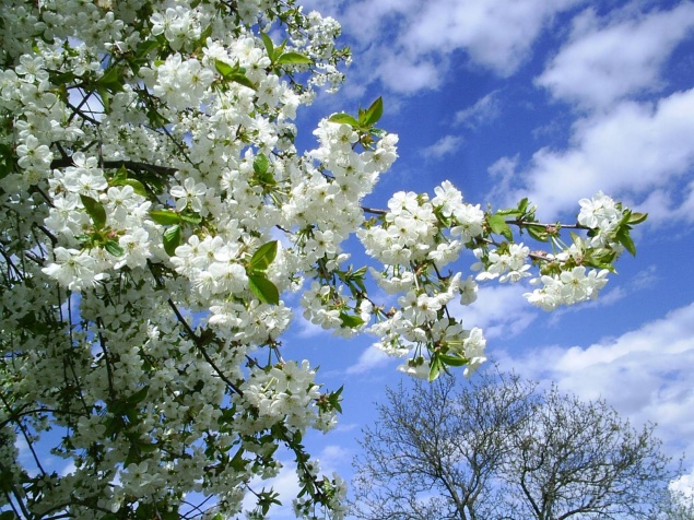 Уже завтра в Ачинске потеплеет