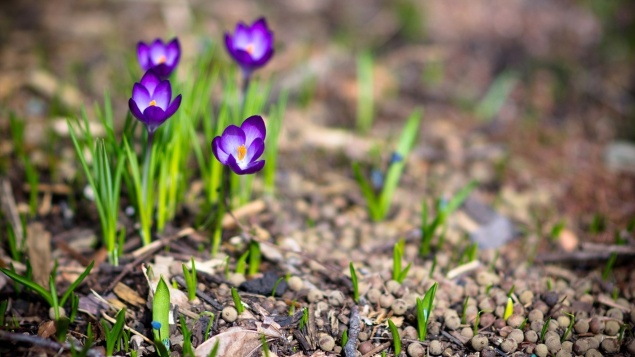 Ачинцев ждут по-летнему теплые выходные