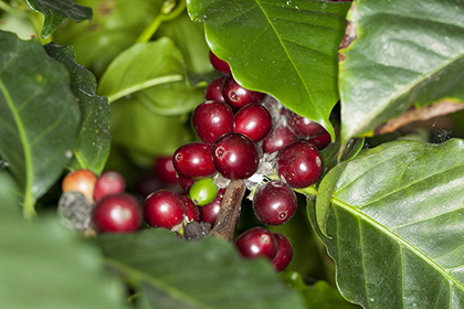 Спрогнозированы сроки полного исчезновения кофе на Земле