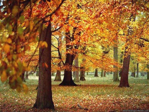 Эта неделя в ачинске будет теплой и с дождями