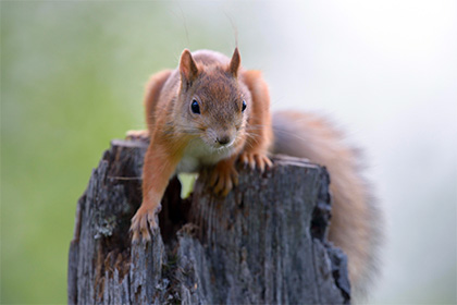 Белки оказались разносчиками проказы