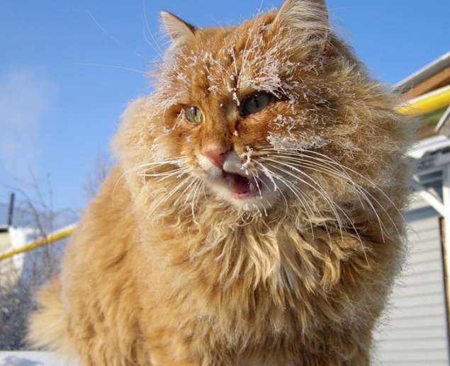 СМИ: Дарить детям котят хотят запретить в России