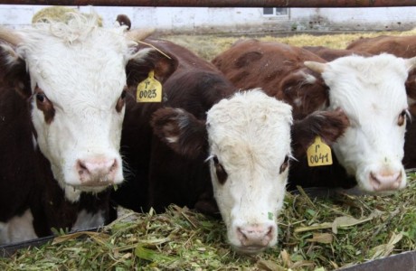 В краевой закон о господдержке сельхозпроизводителей внесены изменения