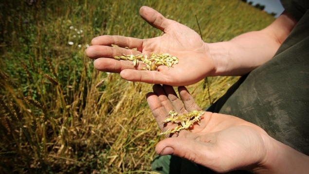 Фермерам Красноярского края увеличили гранты