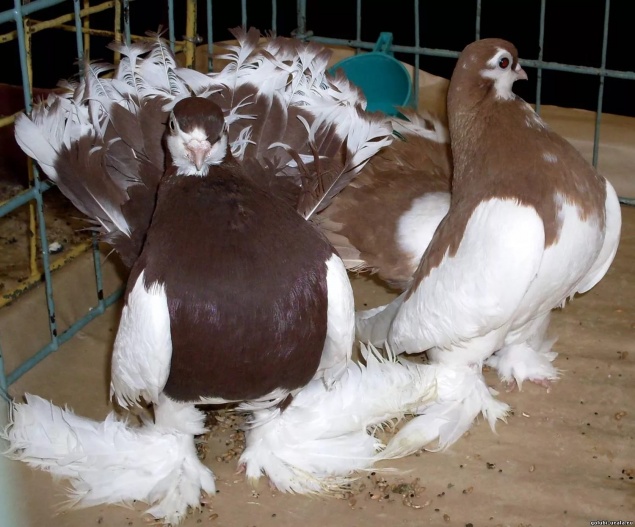 В ачинском  Дворце культуры состоится выставка голубей