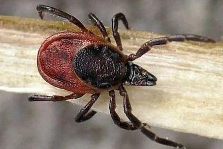 О заболеваемости инфекциями, передающимися клещами