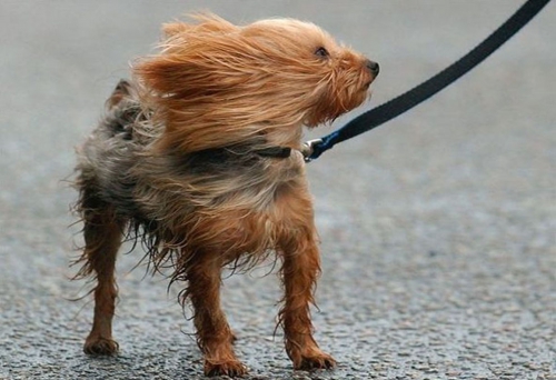 20 апреля на Ачинск обрушится сильный ветер