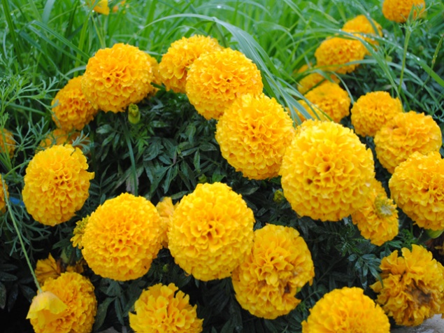 5 июня в Ачинске начнется масштабная высадка цветов