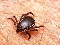 За 2 месяца клещи покусали более 10 тысяч человек в крае 05.06.2017