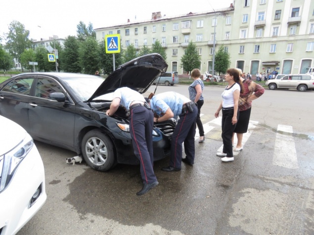 Неравнодушные прохожие полдня спасали котенка из-под капота «Тойоты»