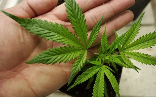 В рамках первого этапа операции «Мак» полицейские изъяли из незаконного оборота более 1 кг наркотиков