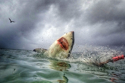 Белая акула напала на человека в Хургаде