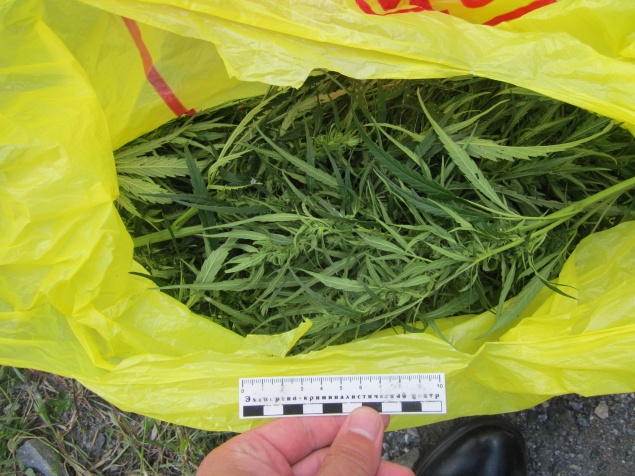 В Ачинске поймали наркоторговца с марихуаной