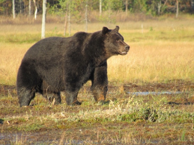 Медведь загнал красноярского спортсмена на дерево