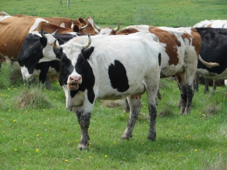 В Козульке пассажирский поезд сбил корову