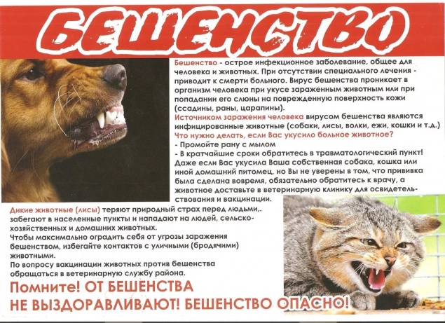 Жителей Красноярского края предупредили о вспышках бешенства