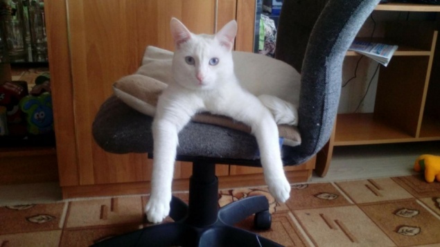 Половина красноярцев хочет завести на работе котика для борьбы со стрессом