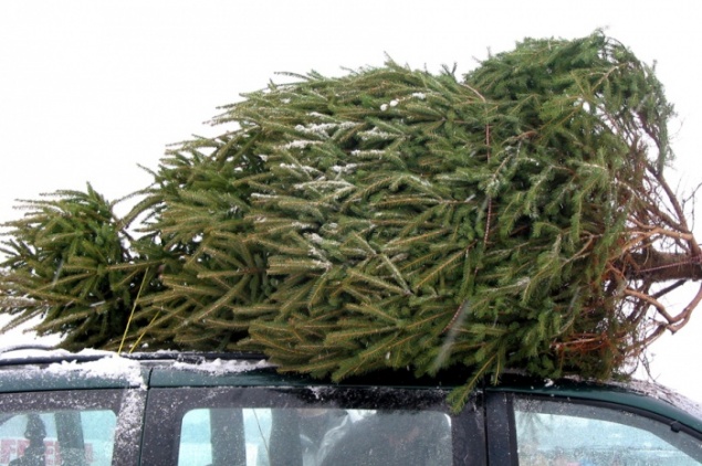 Полицейские в Ачинске проводят операцию «Ель»