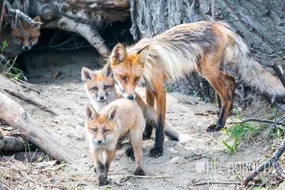 Всех лисиц в 8 районах края решено отстреливать из-за угрозы бешенства