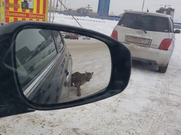 «Она просто играла»: в цирке объяснили нападение пумы на красноярку