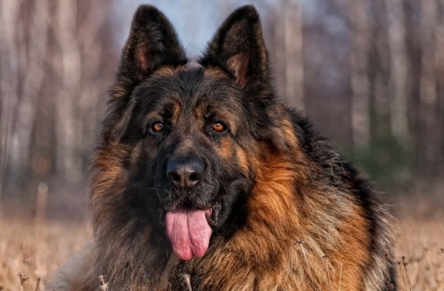 Немецкая овчарка вцепилась в голову погладившего ее первоклассника