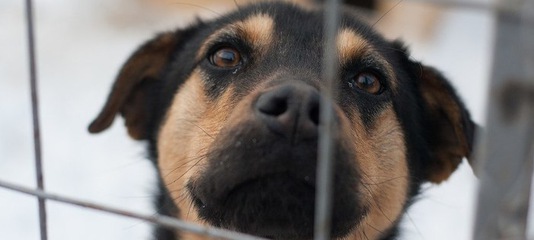 В ачинском приюте "Доброе сердце" чумка: животным как никогда нужны лекарства