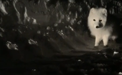 Очаровательный пушистый песец вновь вышел к жителям Норильска