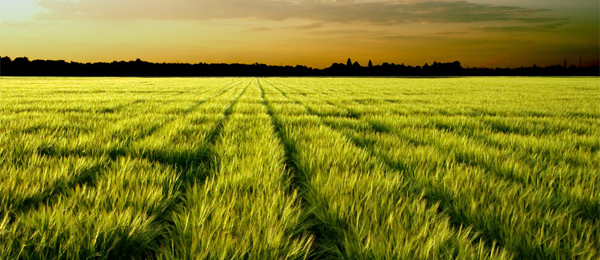 Минсельхоз ввёл режим ЧС в 36 районах Красноярского края