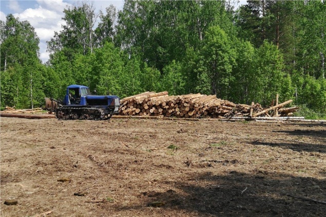 Депутат рассказала о незаконном захвате земли и вырубке леса под Красноярском