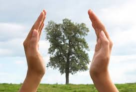 На охрану и защиту красноярских лесов направят более 3 млрд рублей