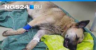 Съевшая наркотическую закладку дворняжка Бежа пришла в сознание